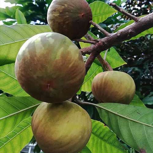 Canistel Ross Sapote - Ladybird Nursery