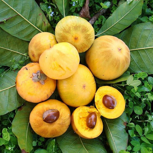 Canistel Ross Sapote - Ladybird Nursery