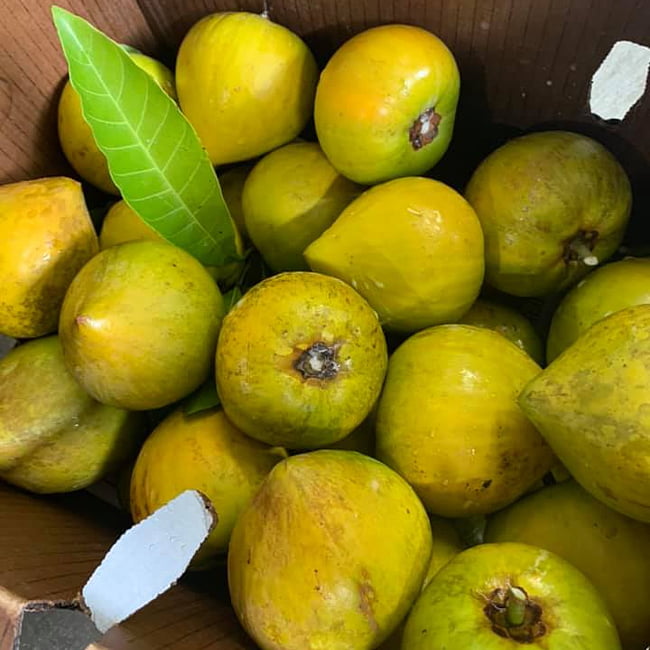 Canistel Ross Sapote