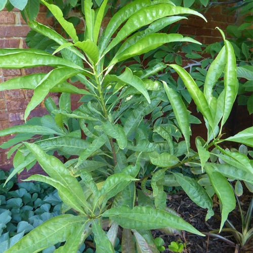 Canistel TFW - Ladybird Nursery