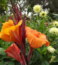 Canna Show Off Emerald Sunset (Canna orchioides)
