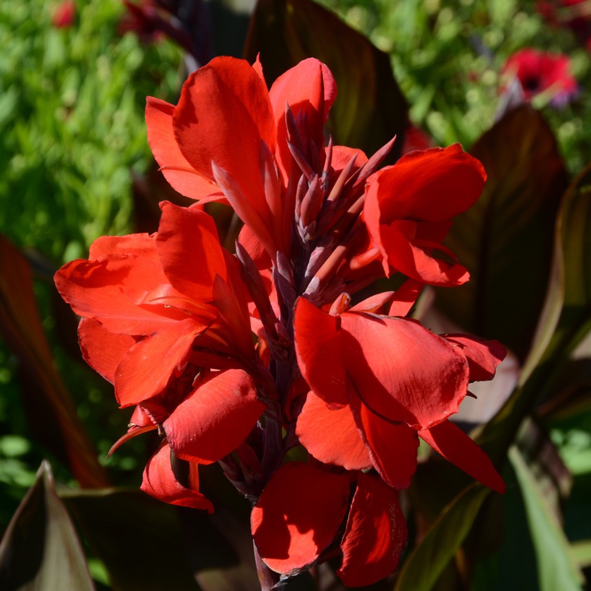 Canna South Pacific Scarlet (Canna)