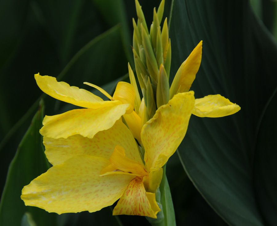Canna South Pacific Yellow (Canna)