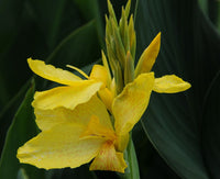 Canna South Pacific Yellow (Canna)