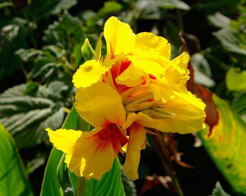 Canna generalis Yellow (Canna x.) - Ladybird Nursery