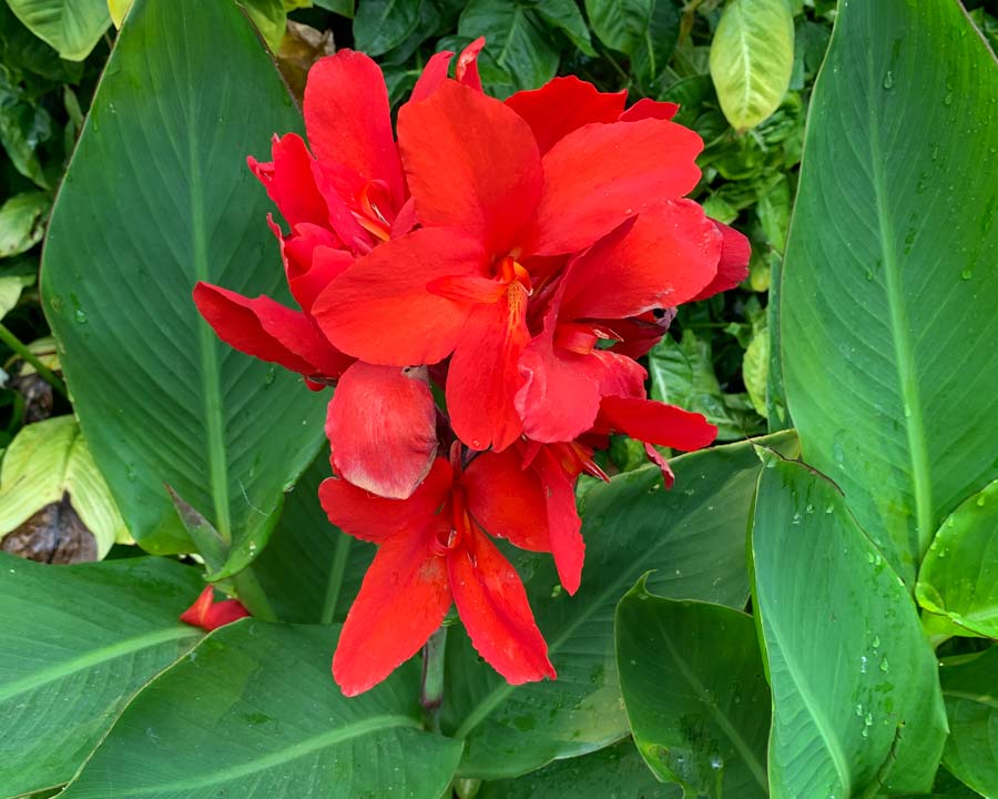 Canna generalis Red (Canna x.) - Ladybird Nursery