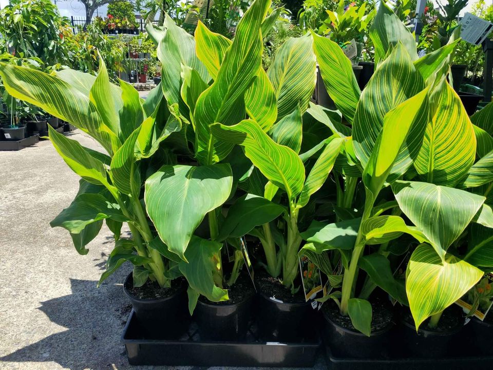 Canna Lily Tropicanna Gold - Ladybird Nursery
