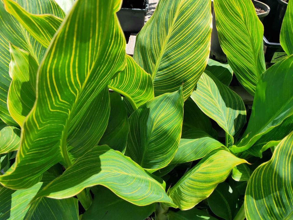 Canna Lily Tropicanna Gold - Ladybird Nursery