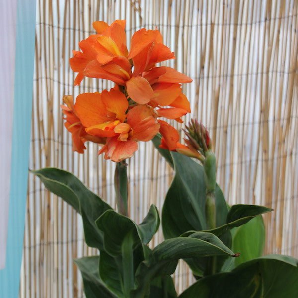 Canna South Pacific Orange (Canna) - Ladybird Nursery