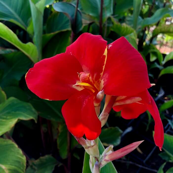 Canna generalis Red (Canna x.)