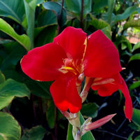 Canna generalis Red (Canna x.)