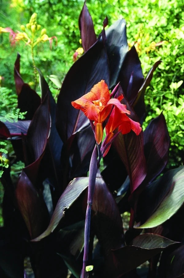Canna Show Off Australia (Canna orchioides)