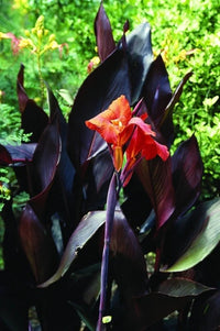 Canna Show Off Australia (Canna orchioides) - Ladybird Nursery