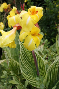Canna Lemon Gem (Canna) - Ladybird Nursery