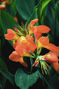 Canna generalis Orange Beauty (Canna x.) - Ladybird Nursery