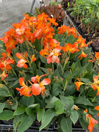 Canna generalis Dwarf (Canna x.)