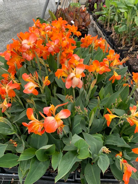 Canna generalis Dwarf (Canna x.)