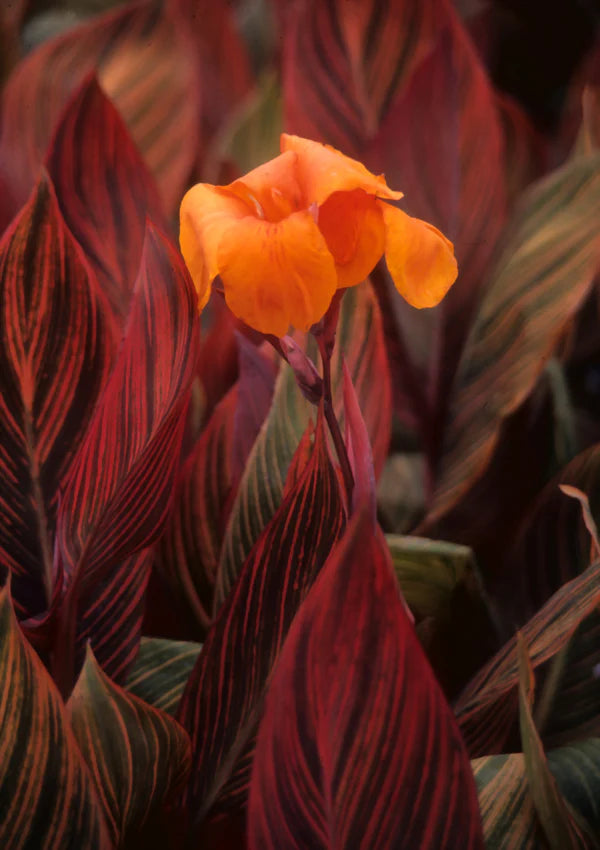 Canna generalis Tropicanna (Canna x.)