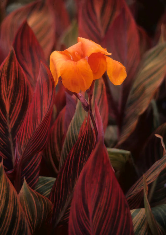Canna generalis Tropicanna (Canna x.)
