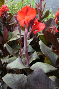 Canna generalis Tropicanna (Canna x.) - Ladybird Nursery