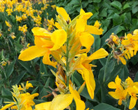 Canna generalis Yellow (Canna x.)