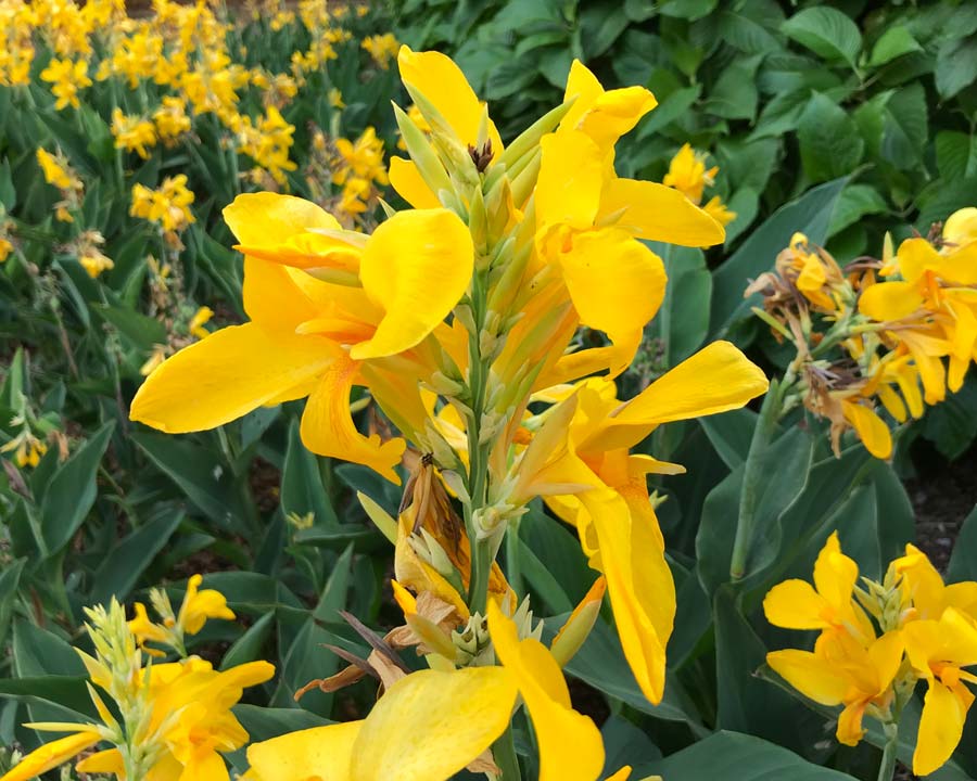 Canna generalis Yellow (Canna x.) - Ladybird Nursery