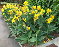 Canna generalis Yellow (Canna x.)