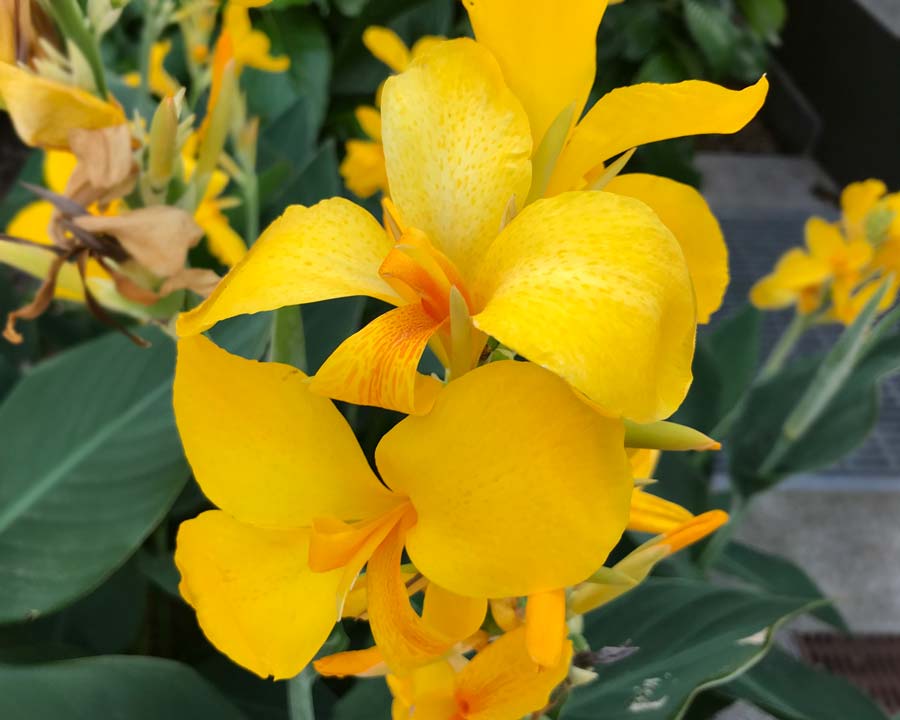 Canna generalis Yellow (Canna x.) - Ladybird Nursery