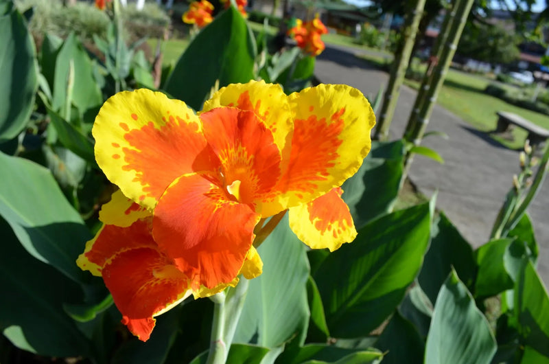 Canna King Humbert (Canna)