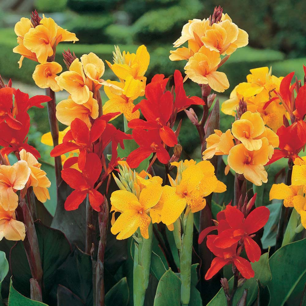 Canna Assorted (Canna spp.)