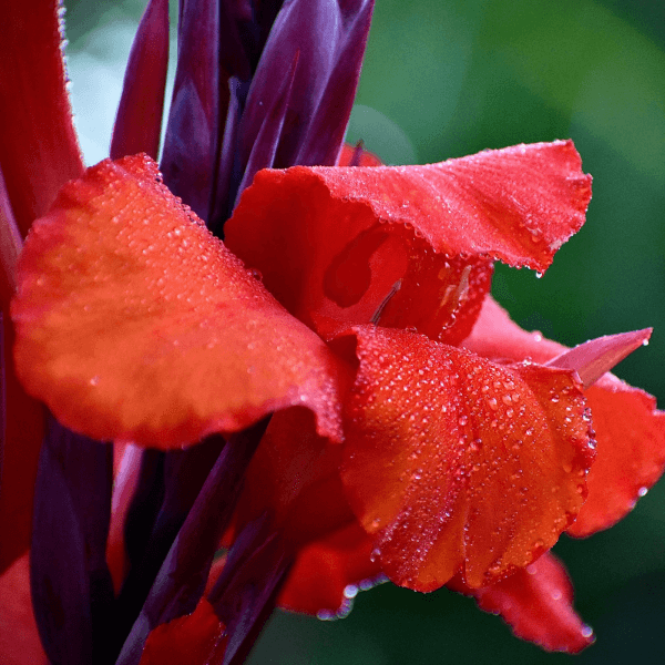 Canna Show Off Australia (Canna orchioides)