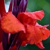 Canna Show Off Australia (Canna orchioides)