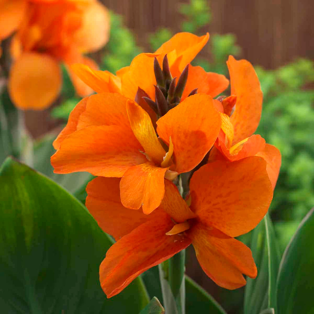 Canna South Pacific Orange (Canna) - Ladybird Nursery