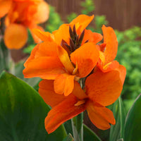 Canna South Pacific Orange (Canna)