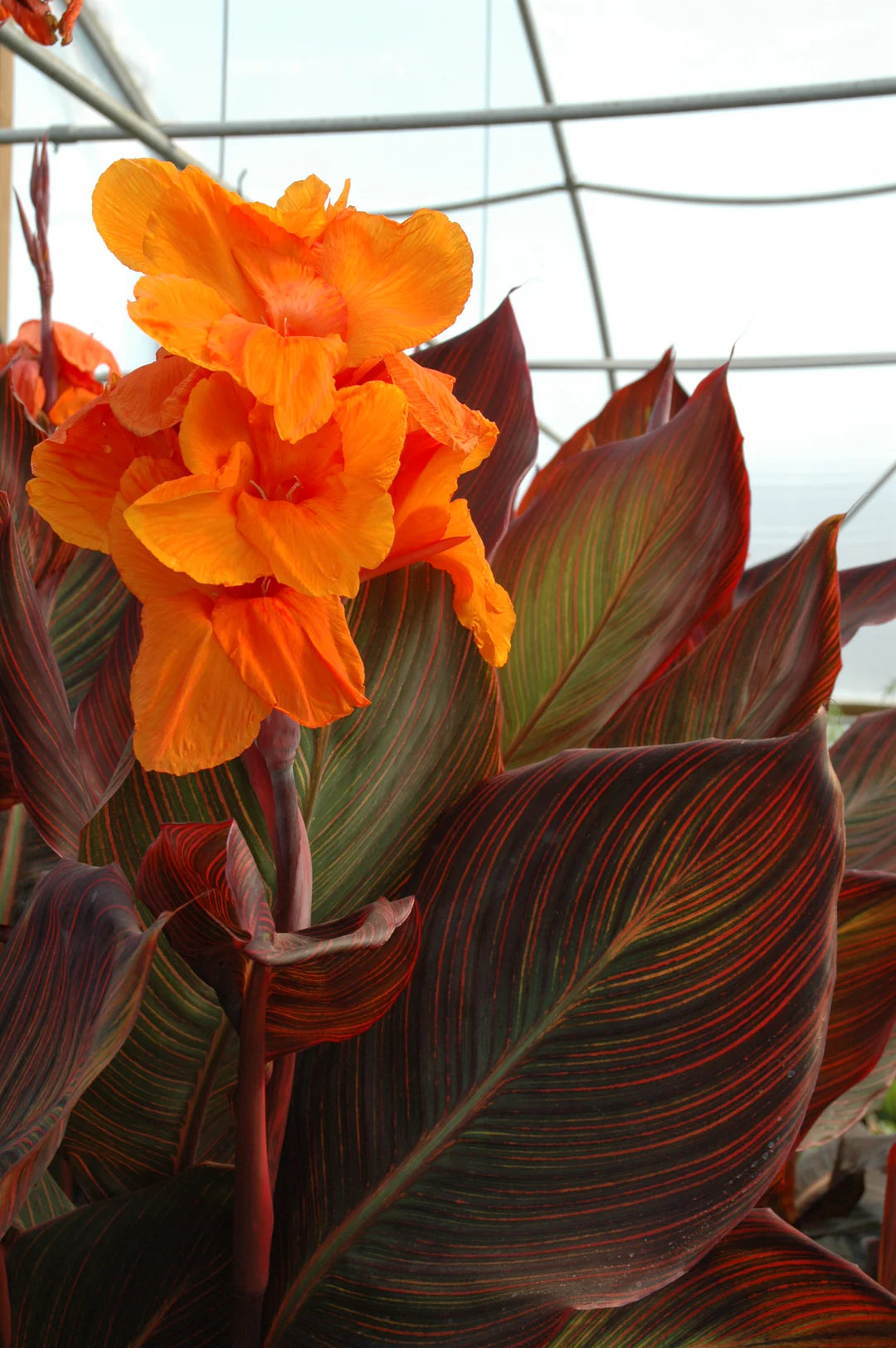 Canna Show Off Emerald Sunset (Canna orchioides)