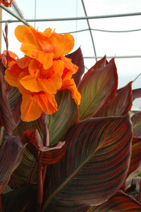 Canna Show Off Emerald Sunset (Canna orchioides)