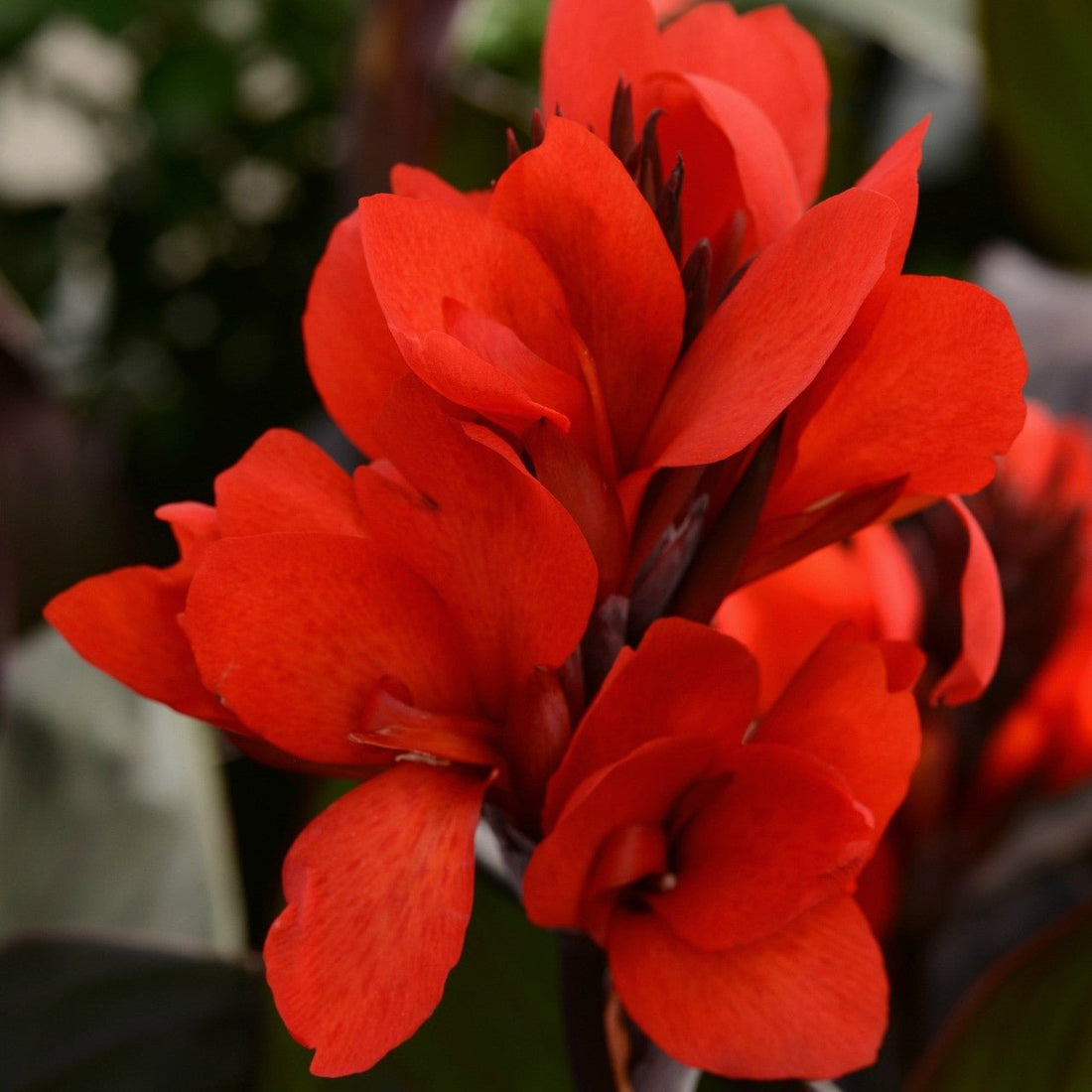 Canna South Pacific Bronze Scarlet (Canna) - Ladybird Nursery