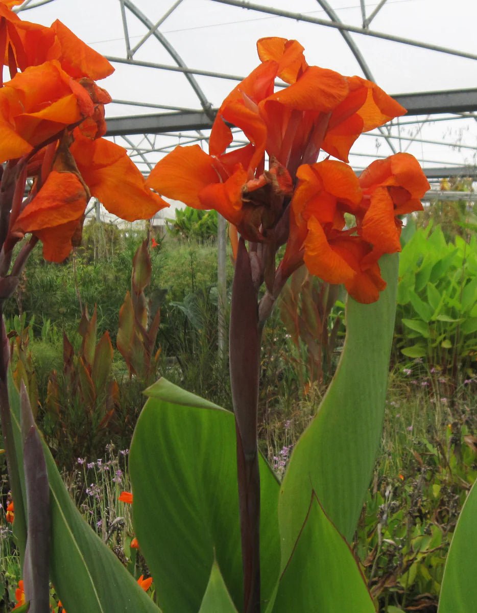 Canna Show Off Emerald Sunset (Canna orchioides) - Ladybird Nursery