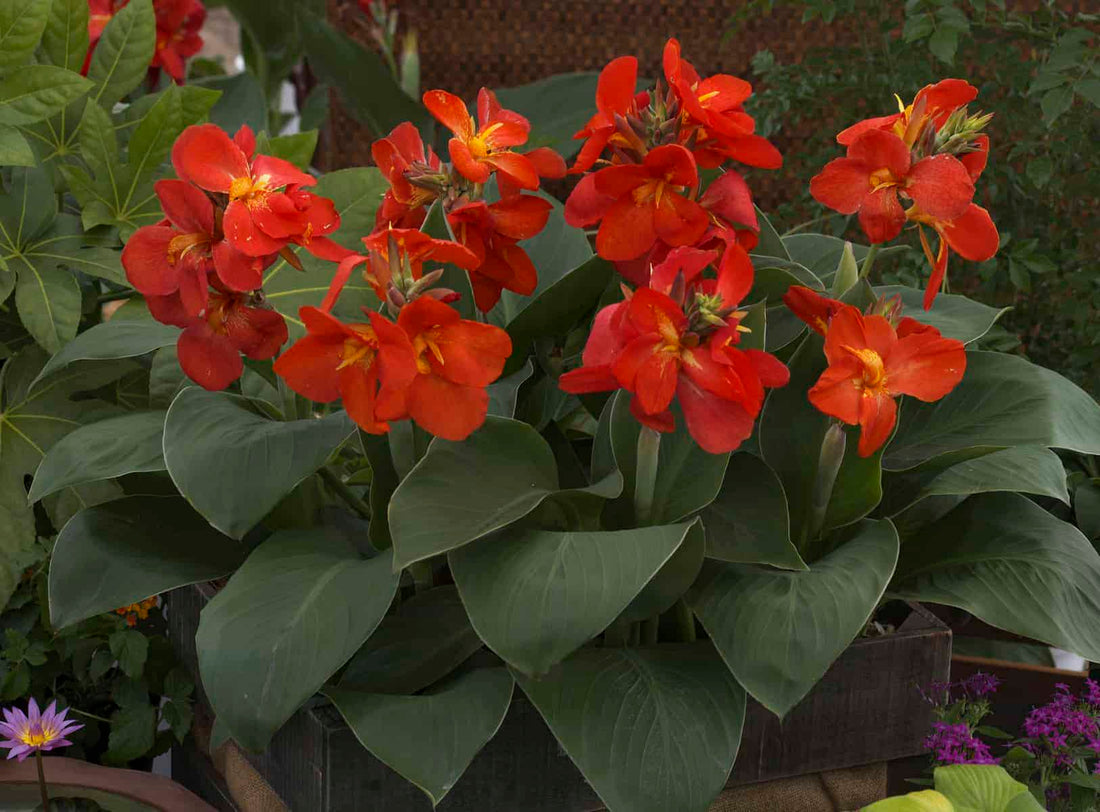 Canna South Pacific Bronze Scarlet (Canna) - Ladybird Nursery