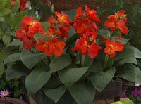 Canna South Pacific Bronze Scarlet (Canna) - Ladybird Nursery