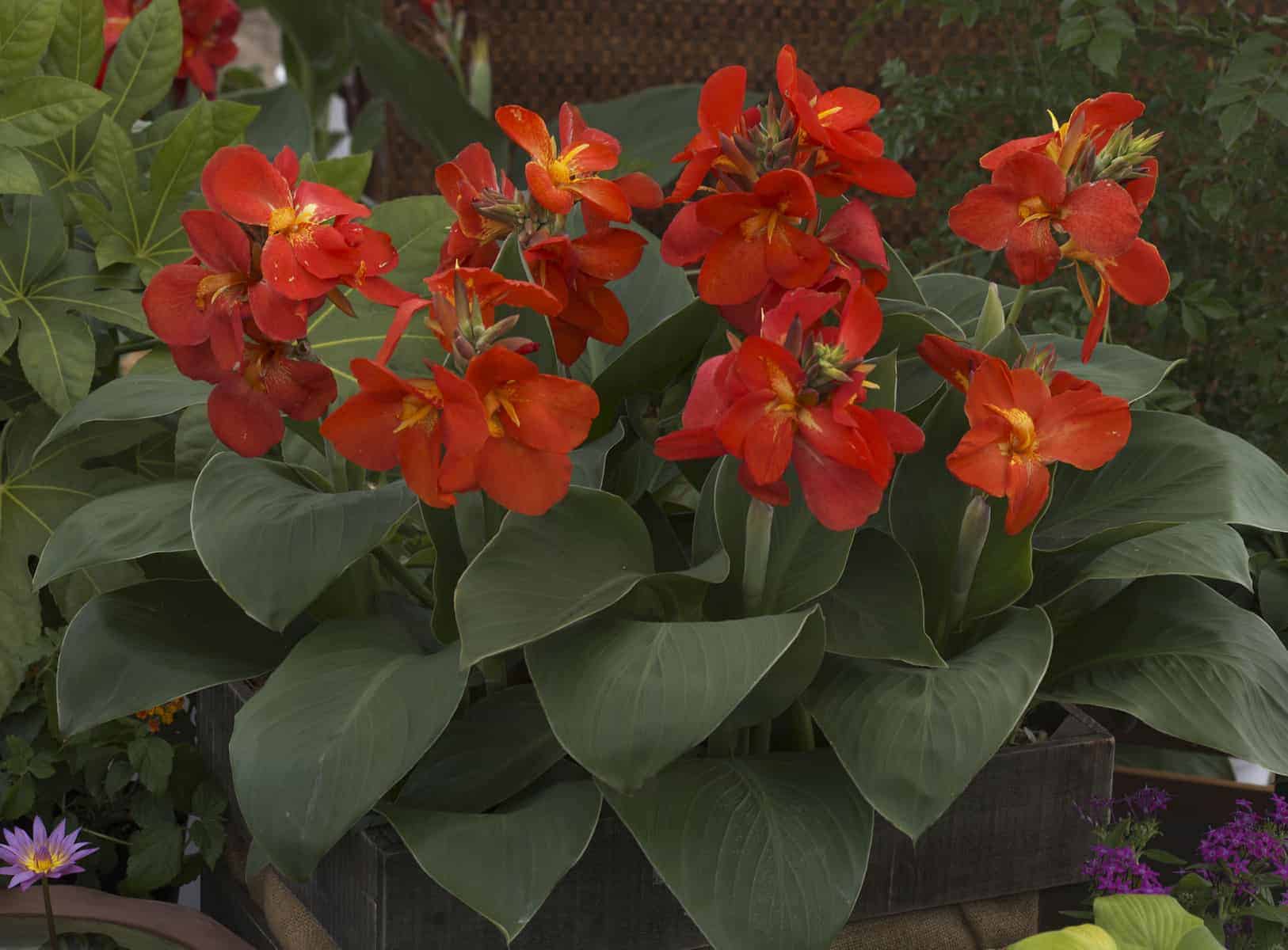 Canna South Pacific Bronze Scarlet (Canna) - Ladybird Nursery