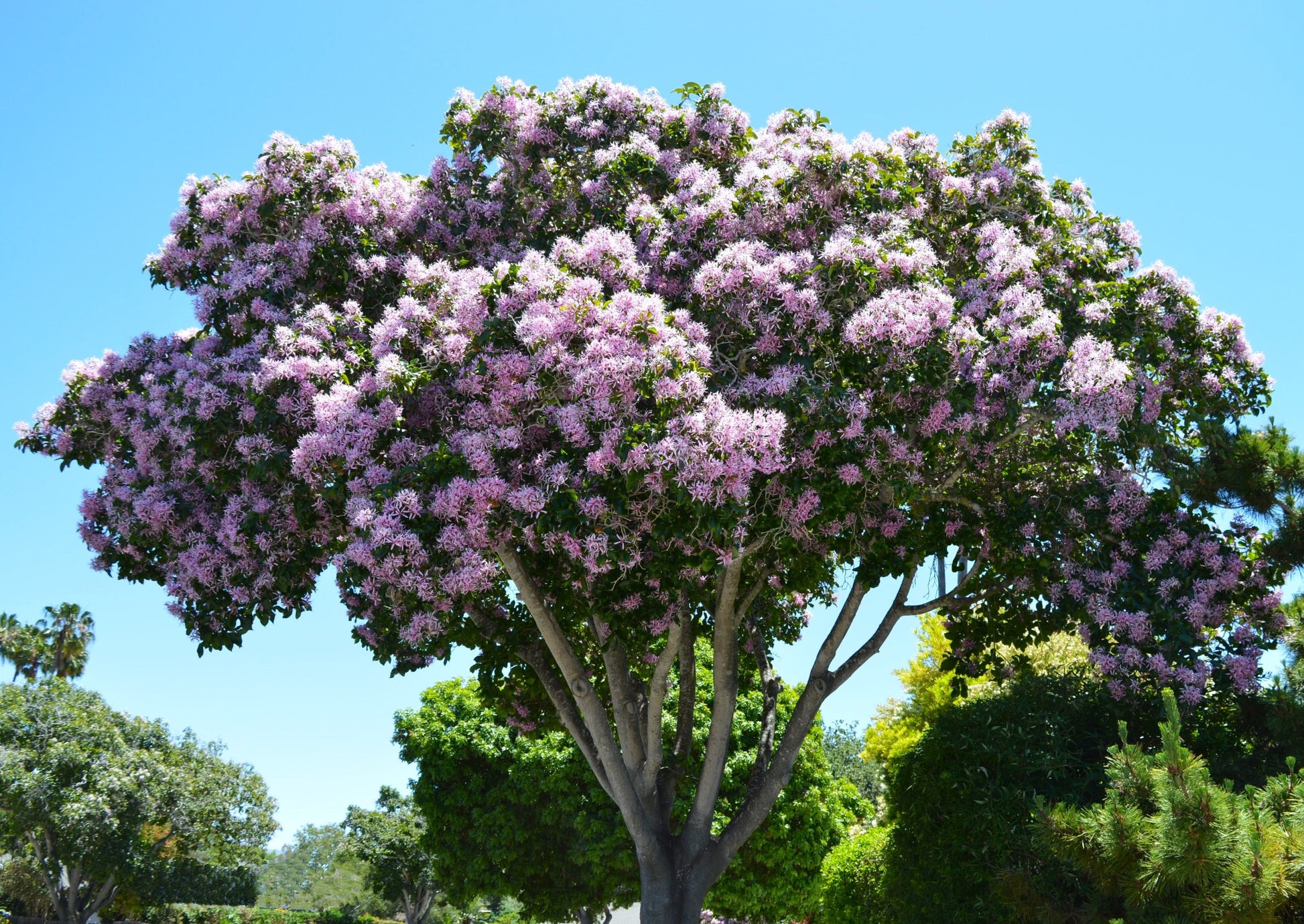 Cape Chestnut (Calodendron capense)