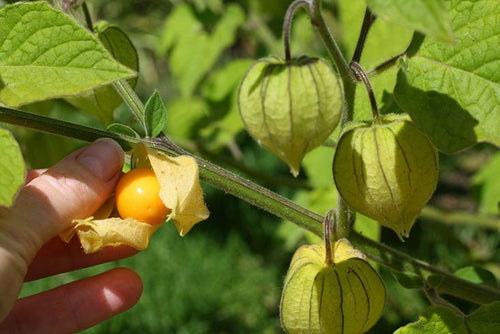 Cape Gooseberry (Incaberry) - Ladybird Nursery