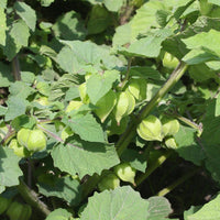 Cape Gooseberry (Incaberry)