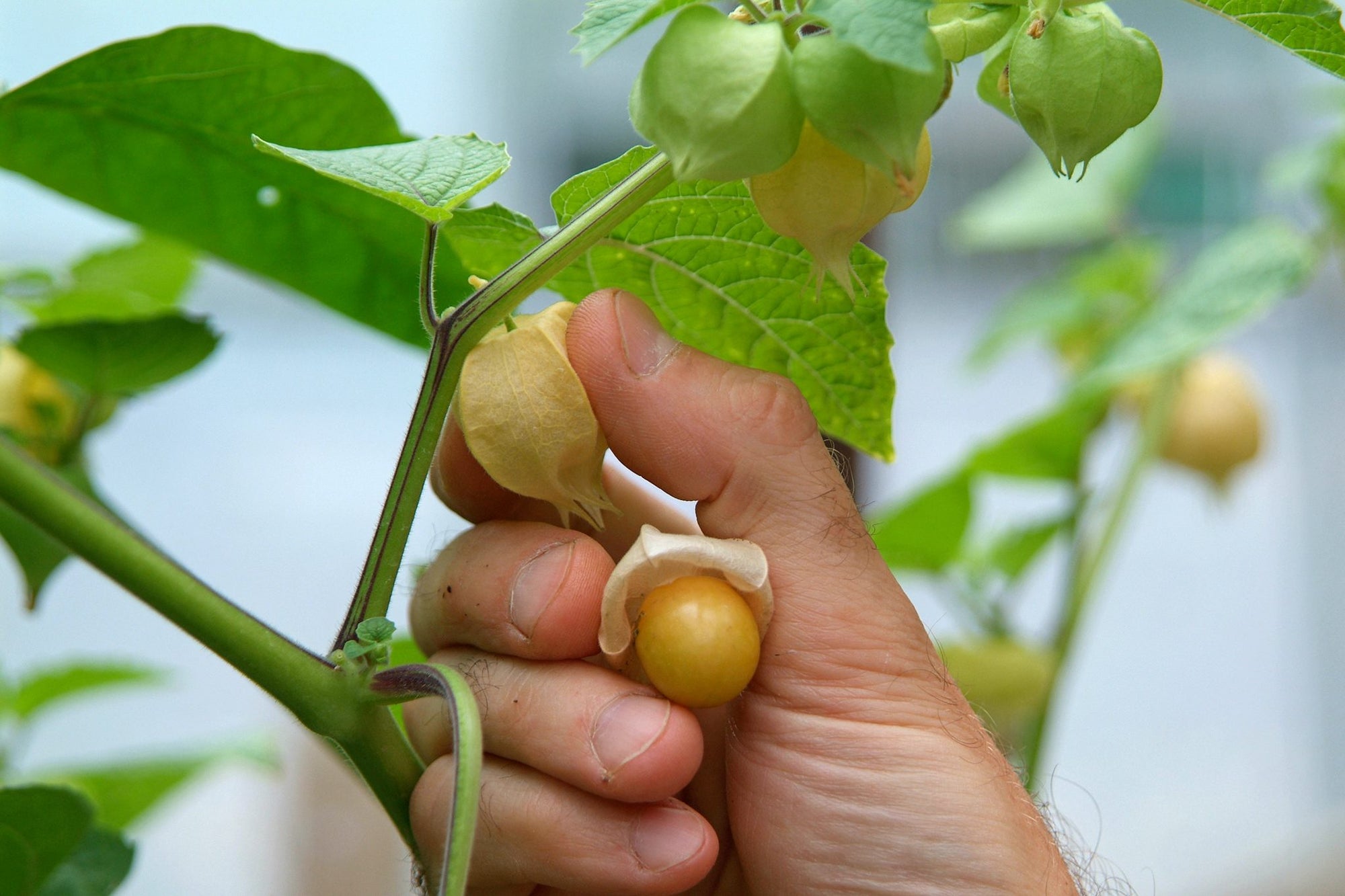 Cape Gooseberry (Incaberry) - Ladybird Nursery