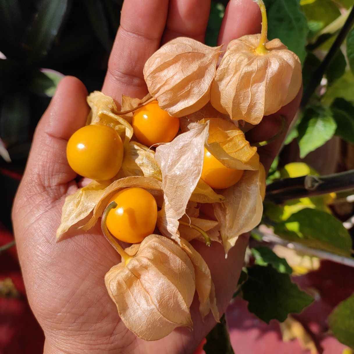 Cape Gooseberry (Incaberry) - Ladybird Nursery