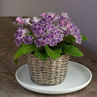 Cape Primrose Ladyslipper ‘Grape Ice’ (Streptocarpus) - Ladybird Nursery