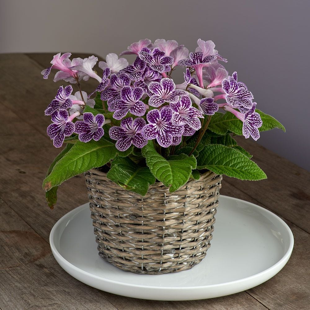 Cape Primrose Ladyslipper ‘Grape Ice’ (Streptocarpus) - Ladybird Nursery