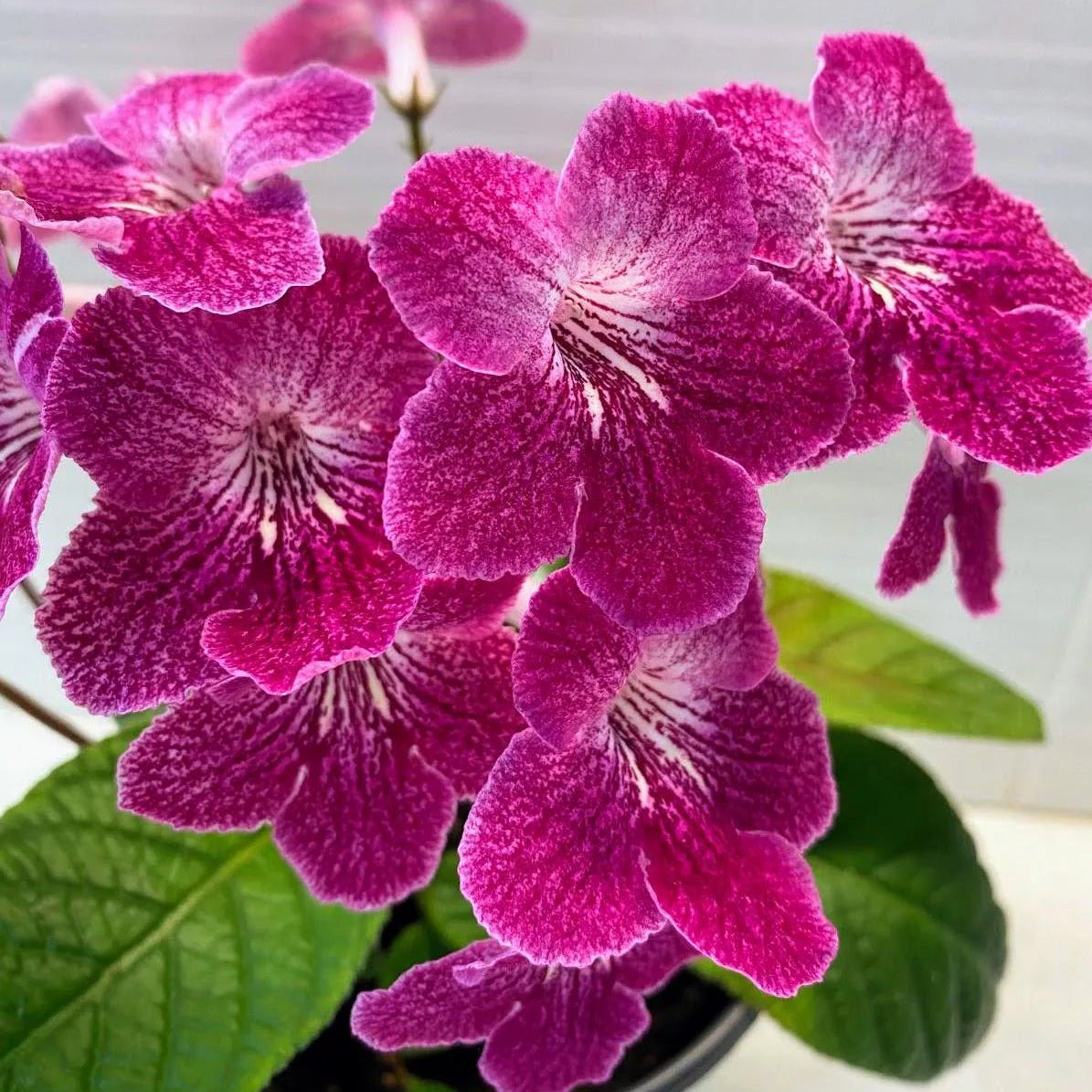 Cape Primrose Ladyslippers 'Strawberry Ice' (Streptocarpus) - Ladybird Nursery