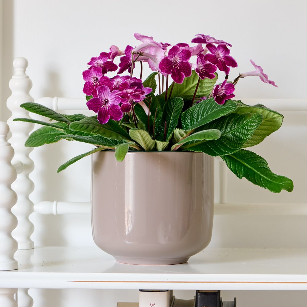 Cape Primrose Ladyslippers 'Strawberry Ice' (Streptocarpus) - Ladybird Nursery